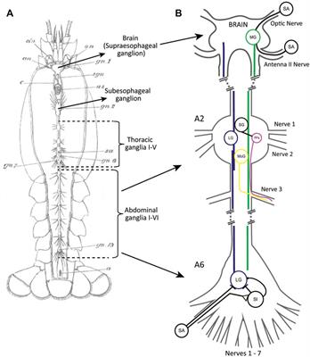 The giant escape neurons of crayfish: Past discoveries and present opportunities